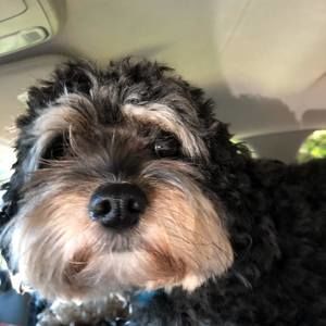 Meet your Posher, Chris